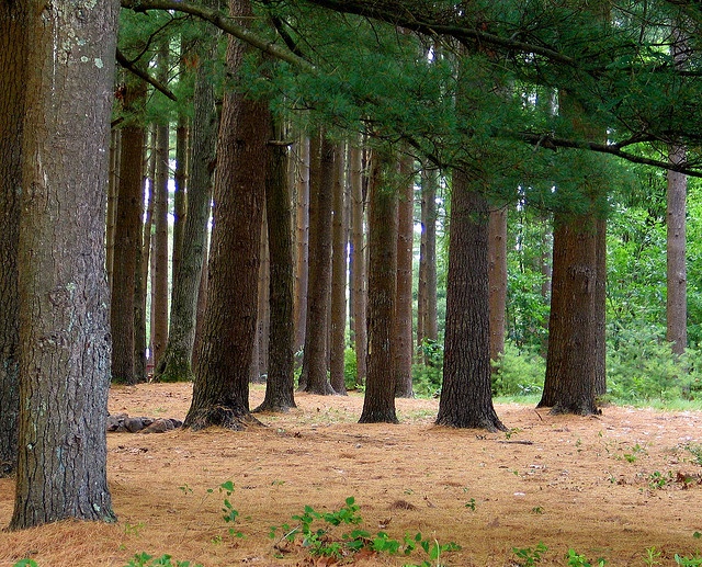 Piney woods, a childhood haven for imagination