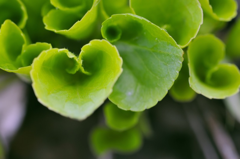 green leaves