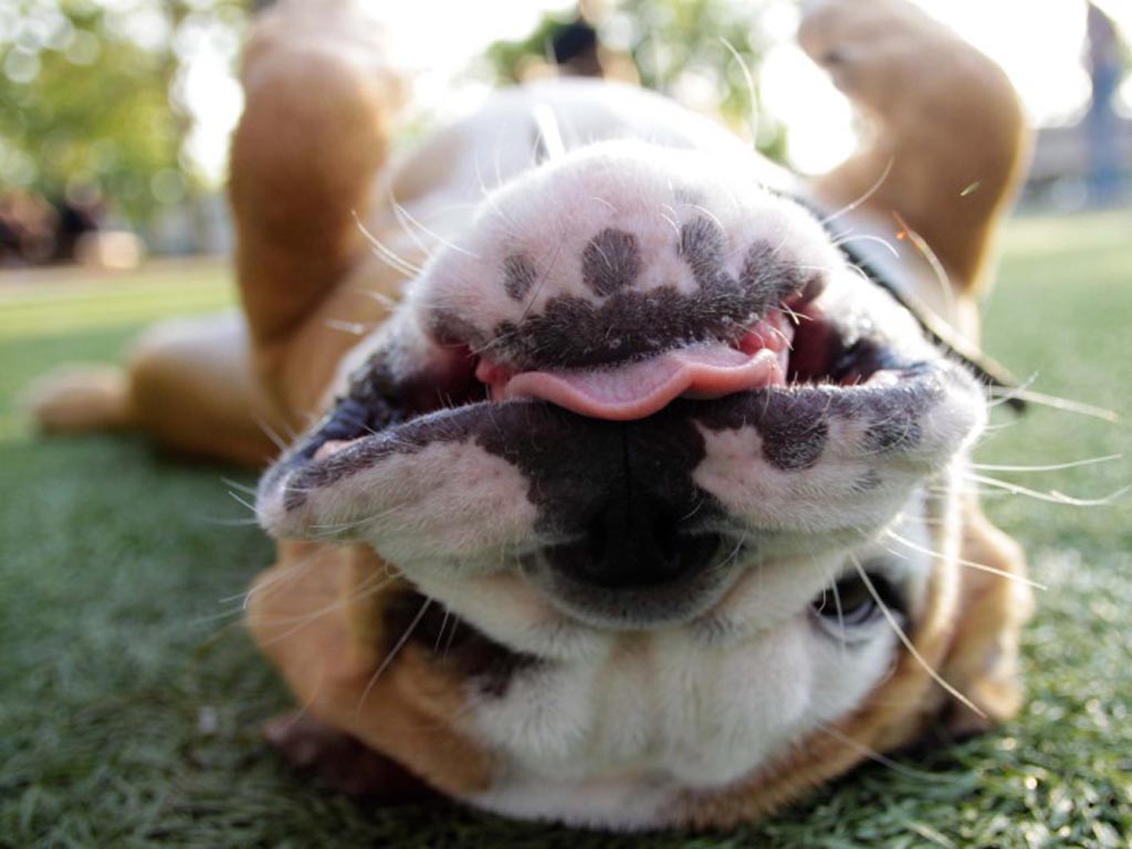 upside down dog