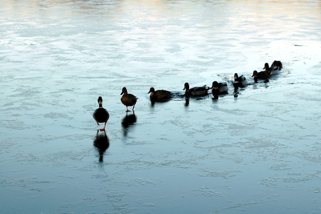 follow-the-leader-ducks