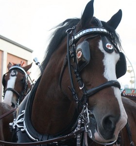 Horse_With_Blinders