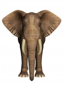 the elephant